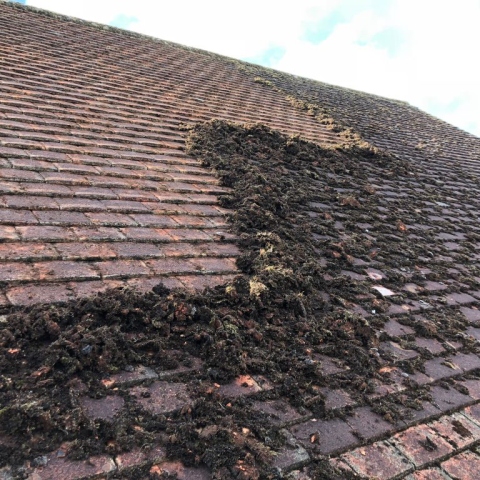 Roof Moss Removal Specialists Worthing